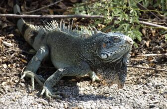 Dieren op Curacao