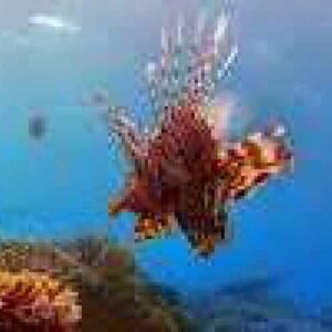 The Alice In Wonderland dive features a lionfish with striped, spiny fins gliding near colorful coral in clear blue water, sunlight streaming down and vibrant marine life all around.