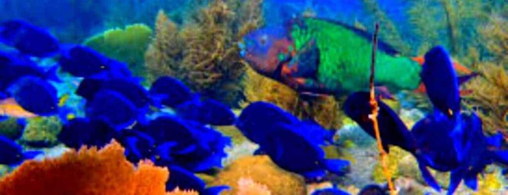 The Best...of the WEST! Dive Adventure features a lively underwater scene with blue fish swimming among colorful coral and seaweed, while a large green and reddish fish appears near sea plants in the clear water.