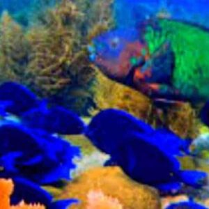 The Best...of the WEST! Dive Adventure features a lively underwater scene with blue fish swimming among colorful coral and seaweed, while a large green and reddish fish appears near sea plants in the clear water.
