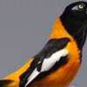 Against a plain gray background, a bird with orange and black plumage and white wing markings perches. Its upright pose and colorful feathers make it perfect for Bird Watching.
