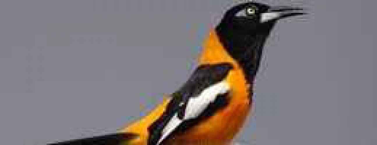 Een close-up van een Baltimore Oriole met een levendig oranje-zwart verenkleed en witte vleugeltekening, tegen een grijze achtergrond - een ideaal beeld voor fans van Vogels kijken.