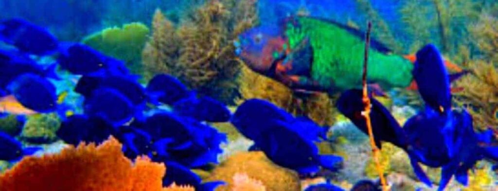 Experience the vibrant marine life at Black Coral Garden and Watamula dive, where blue fish school near vivid coral and sea plants, while a striking green and red fish appears in the background amid clear waters.