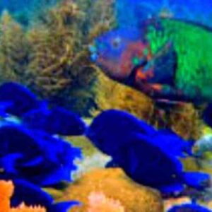 Experience the vibrant marine life at Black Coral Garden and Watamula dive, where blue fish school near vivid coral and sea plants, while a striking green and red fish appears in the background amid clear waters.