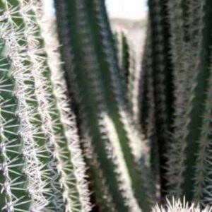 Close-up view of tall green cacti with vertical ridges and clusters of long, sharp white spines from the Cactus garden, set against blurred background cacti—perfect inspiration for your succulent garden.
