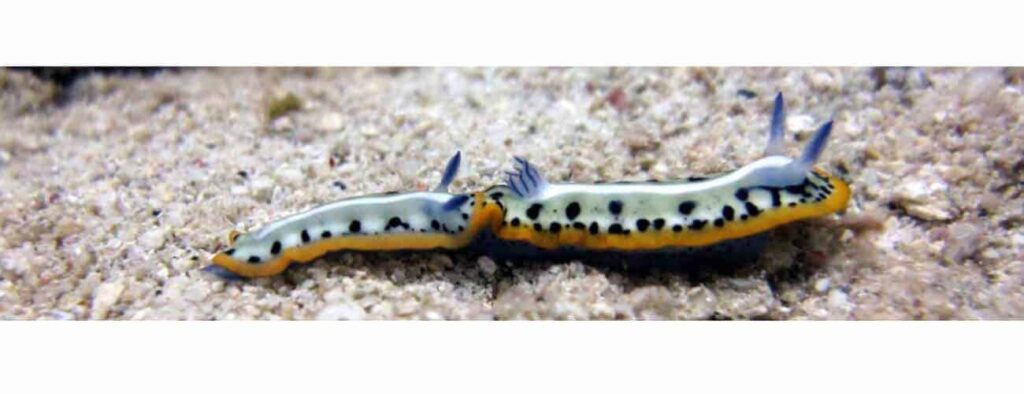 Two vibrant sea slugs with blue-tipped appendages and yellow-orange edges crawl together on sandy ocean floor near Caracas Bay—a stunning highlight of any Snorkel trip to the Caracas bay Peninsula.