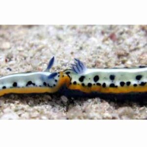Two vibrant sea slugs with blue-tipped appendages and yellow-orange edges crawl together on sandy ocean floor near Caracas Bay—a stunning highlight of any Snorkel trip to the Caracas bay Peninsula.