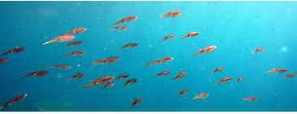 A school of small, orange-red fish swims in clear blue water, creating a vibrant scene typical of a Double tank guided dive trip in an underwater paradise.