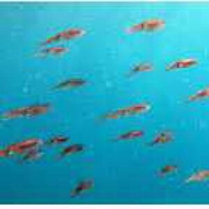 A school of small, orange-red fish swims in clear blue water, creating a vibrant scene typical of a Double tank guided dive trip in an underwater paradise.