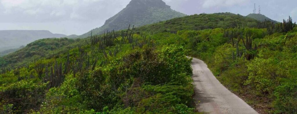 Explore the rugged, lush landscape of Daytrip Banda Abou—navigate a narrow road winding through dense greenery and tall cacti toward a mountain topped with radio towers beneath cloudy skies.