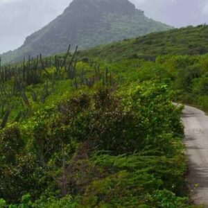 Explore the rugged, lush landscape of Daytrip Banda Abou—navigate a narrow road winding through dense greenery and tall cacti toward a mountain topped with radio towers beneath cloudy skies.