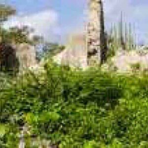 Experience the Deer spotting Hike: wander among ancient stone ruins overgrown with lush vegetation and tall cacti beneath a partly cloudy sky—ideal for scenic hikes and wildlife watching, with great chances to spot deer in this abandoned site.
