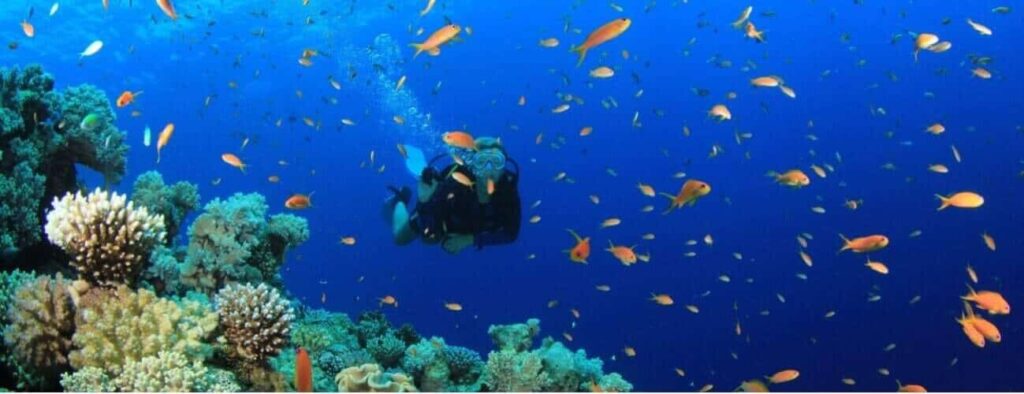 A scuba diver enjoys the PADI Discover Scuba Diving experience, swimming among vibrant coral reefs and small orange fish in clear blue water, surrounded by bubbles and stunning coral formations.