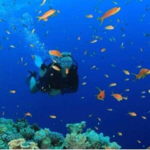 A scuba diver enjoys the PADI Discover Scuba Diving experience, swimming among vibrant coral reefs and small orange fish in clear blue water, surrounded by bubbles and stunning coral formations.