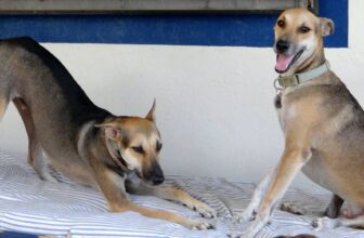 Dogs on Curacao