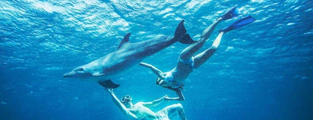 Two snorkelers in swimwear and fins free dive underwater with a dolphin. Sunlight filters through clear blue water, capturing the playful interaction in the ocean’s depths. Experience the adventure with Dolphin Free Dive.
