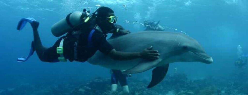 During the Dolphin Scuba Encounter, a diver in full gear swims underwater with a calm dolphin, while others explore coral and the ocean floor amid a serene blue seascape.