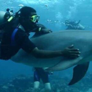 During the Dolphin Scuba Encounter, a diver in full gear swims underwater with a calm dolphin, while others explore coral and the ocean floor amid a serene blue seascape.