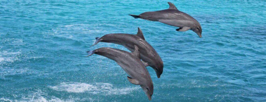 Three dolphins leap in unison during the Dolphin Swim, soaring gracefully from the vibrant blue ocean with gentle waves and splashes set against a clear sea background.