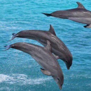 Three dolphins leap in unison during the Dolphin Swim, soaring gracefully from the vibrant blue ocean with gentle waves and splashes set against a clear sea background.