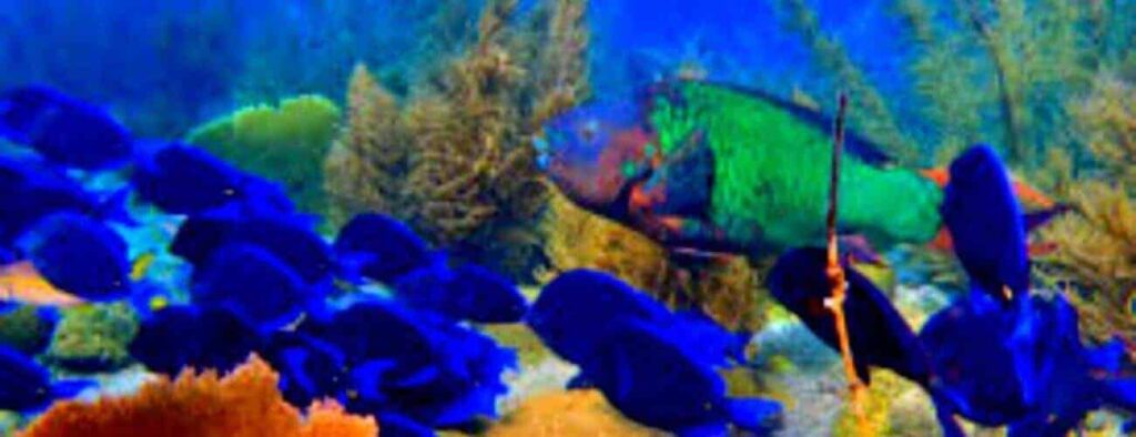 Een groep levendige blauwe vissen zwemt nabij de oceaanbodem temidden van groene zeeplanten in Duane's uitgave/Scooterparadijs. Een grotere groene en rode vis verschijnt op de achtergrond en voegt contrast toe onder het heldere, blauwachtige water.