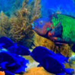 A group of vibrant blue fish swims by a large green and red parrotfish amid coral and plants in Duane's Release/Scooter Paradise, a bright, colorful reef scene soon to be released.
