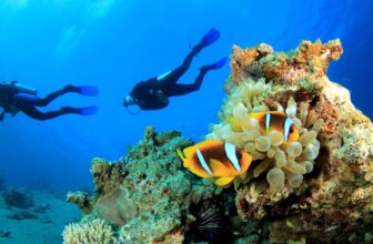 Duiken met dolfijnen op Curaçao