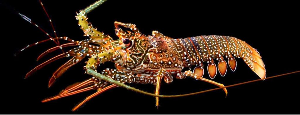 The image features the Fresher than Fresh Lobster, displaying vibrant long antennae, orange legs, and a speckled brown, white, and blue shell against a solid black background to highlight its intricate patterns.
