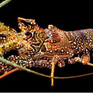 The image features the Fresher than Fresh Lobster, displaying vibrant long antennae, orange legs, and a speckled brown, white, and blue shell against a solid black background to highlight its intricate patterns.