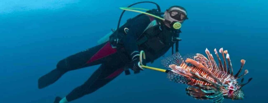 During the Guided dive at Cas Abao house reef, a diver in wetsuit and gear swims through clear, deep blue water, holding a pole with a vibrant lionfish and showing off its long, striped fins.