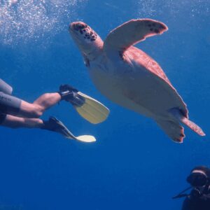 Two scuba divers experience Guided Dives, swimming beside a large sea turtle that glides gracefully through the deep blue water, with bubbles and sunlight creating a tranquil underwater scene.