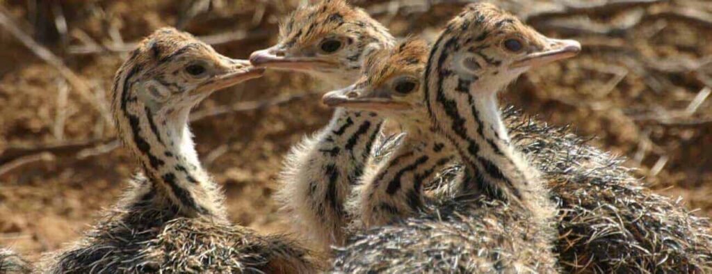 Vier struisvogelkuikens met gespikkeld bruin en zwart, gestreept verenkleed staan bij elkaar met hun gezicht naar verschillende kanten gericht op de Struisvogelboerderij, onderdeel van Grotten van Hato, Struisvogelboerderij, Chichifabriek & Aloë Vera. De aarde en penseelachtergrond is zacht vervaagd.