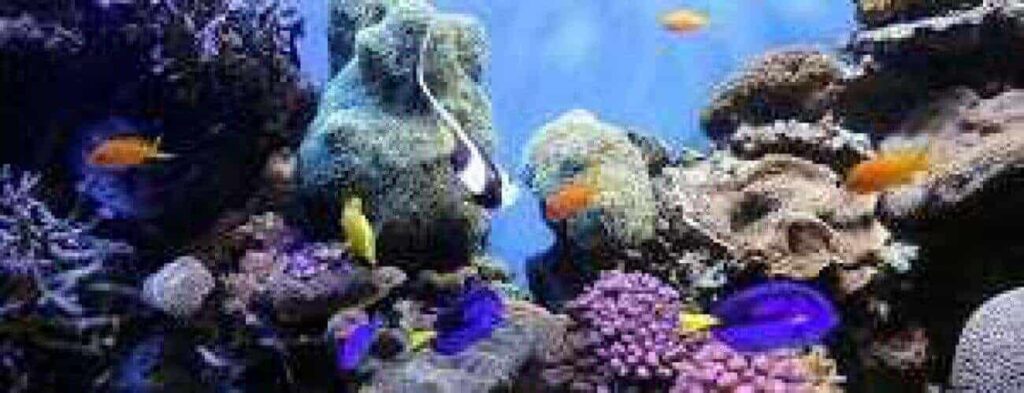 Ervaar Duiken bij Hundu als kleurrijke oranje, gele en helderblauwe vissen zwemmen tussen koraal en rotsen met textuur in een levendig, blauw verlicht aquarium, waarin het wonder van onderwaterverkenning is vastgelegd in deze levendige scène.