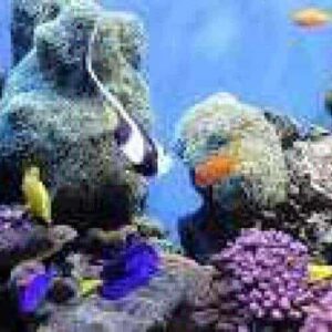 Experience Dive at Hundu: a vivid aquarium scene with orange, yellow, and blue fish swimming amid coral reefs and rocks. Immerse yourself in a lively underwater world set against a striking blue gradient background.