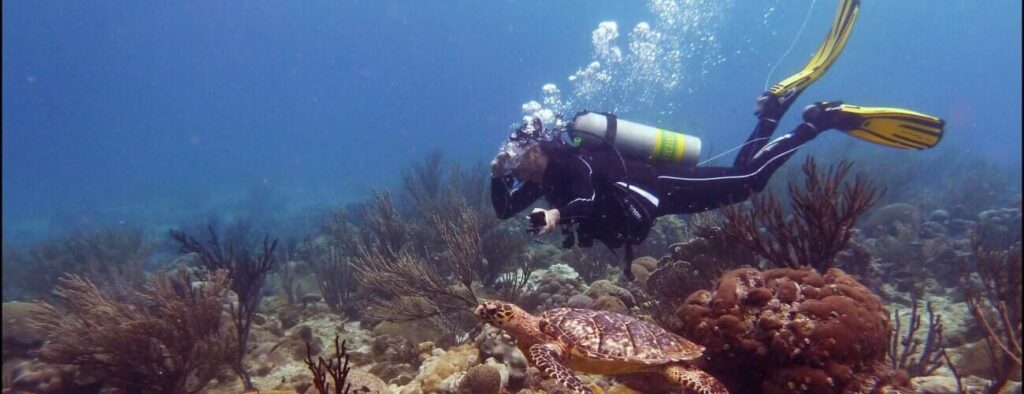 Wearing a black wetsuit and yellow fins, a scuba diver taking the IDD Open Water Course swims underwater near a sea turtle resting on coral, with bubbles rising as marine life fills the clear blue ocean floor.