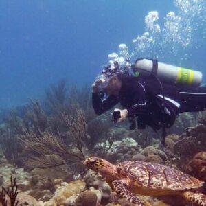 Wearing a black wetsuit and yellow fins, a scuba diver taking the IDD Open Water Course swims underwater near a sea turtle resting on coral, with bubbles rising as marine life fills the clear blue ocean floor.