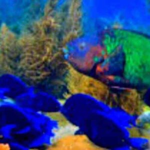 A lively scene at Mako's Mountain Kortape dive features vibrant blue fish near coral and sea plants, with a large green and orange fish in the background—all set against a striking blue ocean backdrop for an unforgettable underwater adventure.