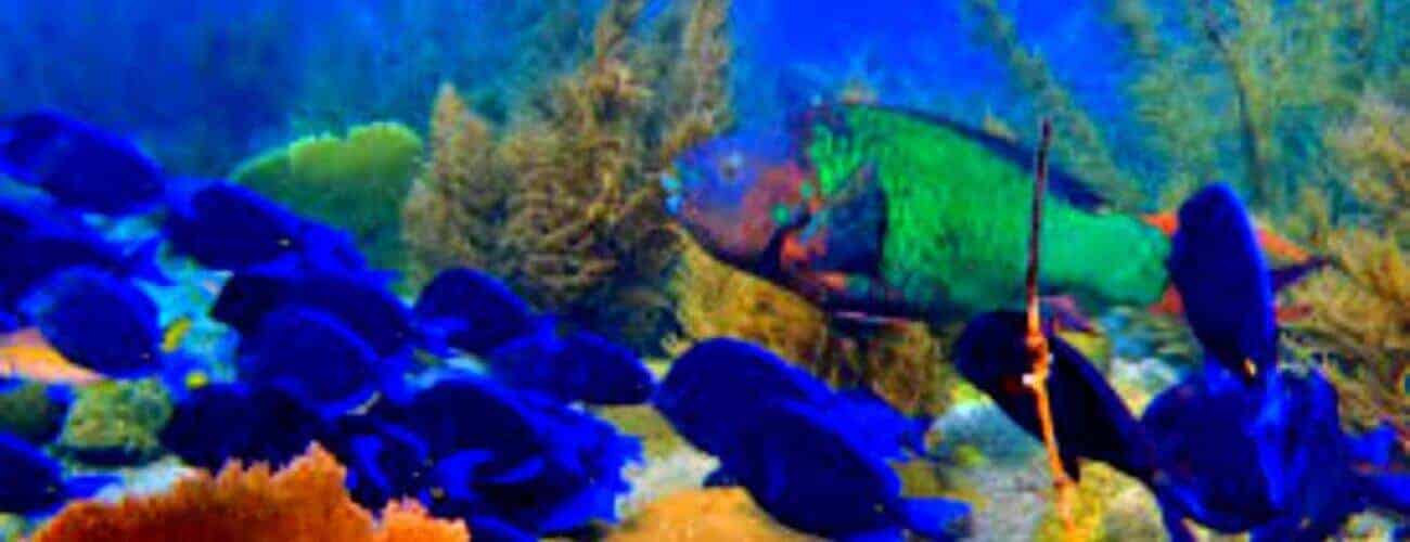 A lively scene at Mako's Mountain Kortape dive features vibrant blue fish near coral and sea plants, with a large green and orange fish in the background—all set against a striking blue ocean backdrop for an unforgettable underwater adventure.