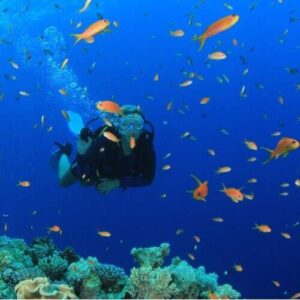 A scuba diver explores vibrant coral reefs teeming with orange fish, bubbles rising in clear blue water—an adventure possible with our Multiple Days Guided Dive Packages.