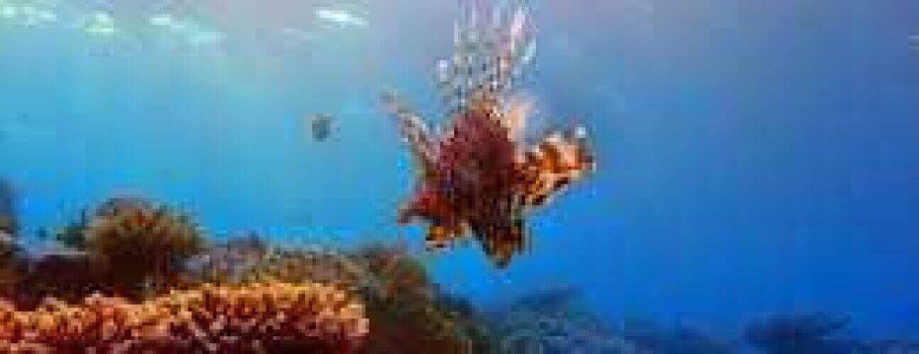 A lionfish glides through clear blue water near a vibrant coral reef in "Night Dive," its striped fins and spines illuminated by sunlight, with colorful coral and rocks visible on the seabed below.