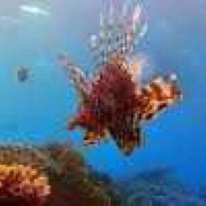 A lionfish glides through clear blue water near a vibrant coral reef in "Night Dive," its striped fins and spines illuminated by sunlight, with colorful coral and rocks visible on the seabed below.