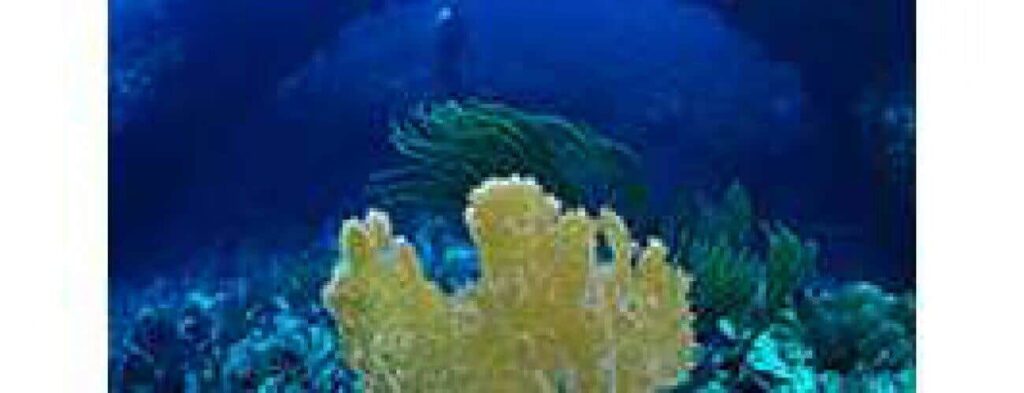 A yellow sea sponge stands upright on a colorful coral reef with green sea plants, surrounded by deep blue water. In the distance, a Northcoast dive swimmer glides near the surface, illuminated by sunlight filtering through the ocean.