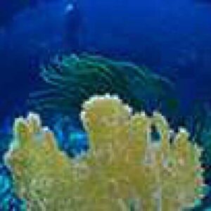 A yellow sea sponge stands upright on a colorful coral reef with green sea plants, surrounded by deep blue water. In the distance, a Northcoast dive swimmer glides near the surface, illuminated by sunlight filtering through the ocean.