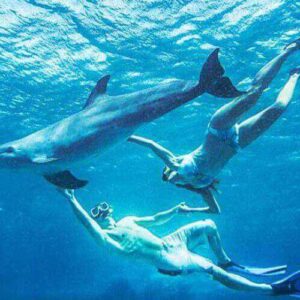 Two snorkelers in swim trunks, snorkel masks, and fins reach out to a dolphin in the serene, sunlit scene of Open Water Dolphin Dive. Sunlight filters through blue water above, capturing a calm and vibrant underwater moment.