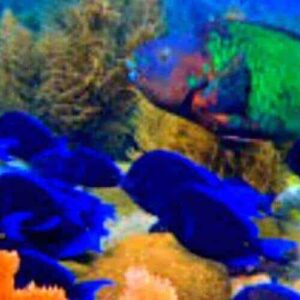 A vibrant underwater scene features bright blue fish near coral and seaweed, with a green and red fish among orange coral, capturing the essence of Dive at Playa Hulu and Black Sand Wreck in shimmering blue water.