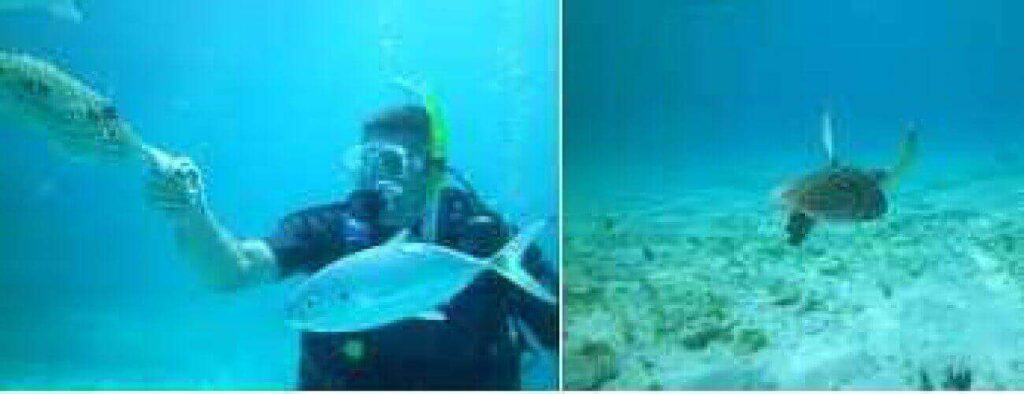 Een gesplitst beeld: links een snorkelaar die naar een vis grijpt te midden van het zeeleven; rechts een zeeschildpad die over het zand glijdt. Beide blauwe onderwaterscènes geven het avontuur van Duiken weer.