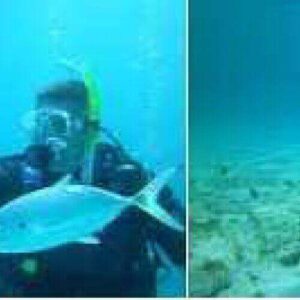 Split image: Left shows a snorkeler feeding fish in clear blue water; right features a sea turtle by the grassy ocean floor. Both scenes showcase Scuba Diving, perfect for underwater adventure enthusiasts.