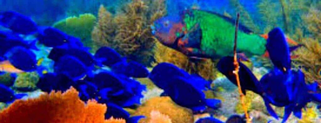A Snorkel trip reveals a lively underwater world with a school of dark blue fish near orange coral, plus a large green and red fish among aquatic plants and rocks beneath clear blue water.