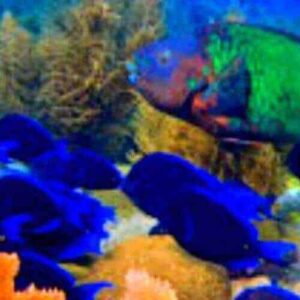 A Snorkel trip reveals a lively underwater world with a school of dark blue fish near orange coral, plus a large green and red fish among aquatic plants and rocks beneath clear blue water.
