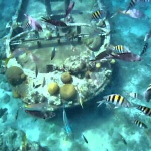 A Snorkeling Trip reveals a sunken boat draped in coral, surrounded by colorful fish—including yellow and black striped ones—swimming above the sandy ocean floor in clear blue water.